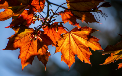 Why Autumn Is Important for Your Heating System and Air Conditioning?
